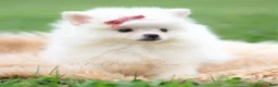 Pomeranian dogs for sale: Coco - Ad 2