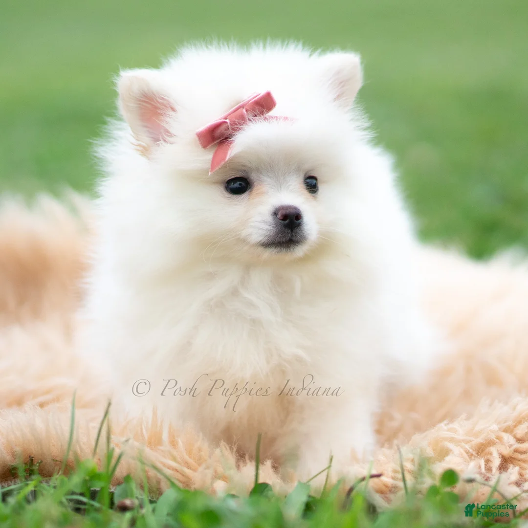 Pomeranian dogs for sale: Coco - Ad 2