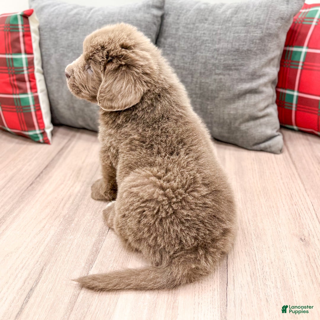 Newfoundland dogs for sale: Ranger - Ad 4