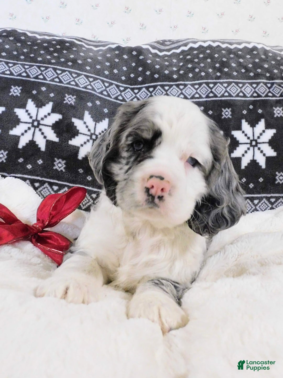 Cocker Spaniel dogs for sale: Chocolate Chip  - Ad 1