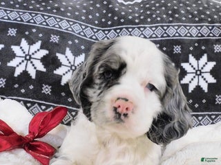 Cocker Spaniel dogs Chocolate Chip - Ad 26