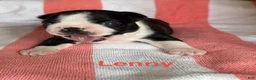 Boston Terrier dogs for sale: Boston Terrier 1 - Ad 5