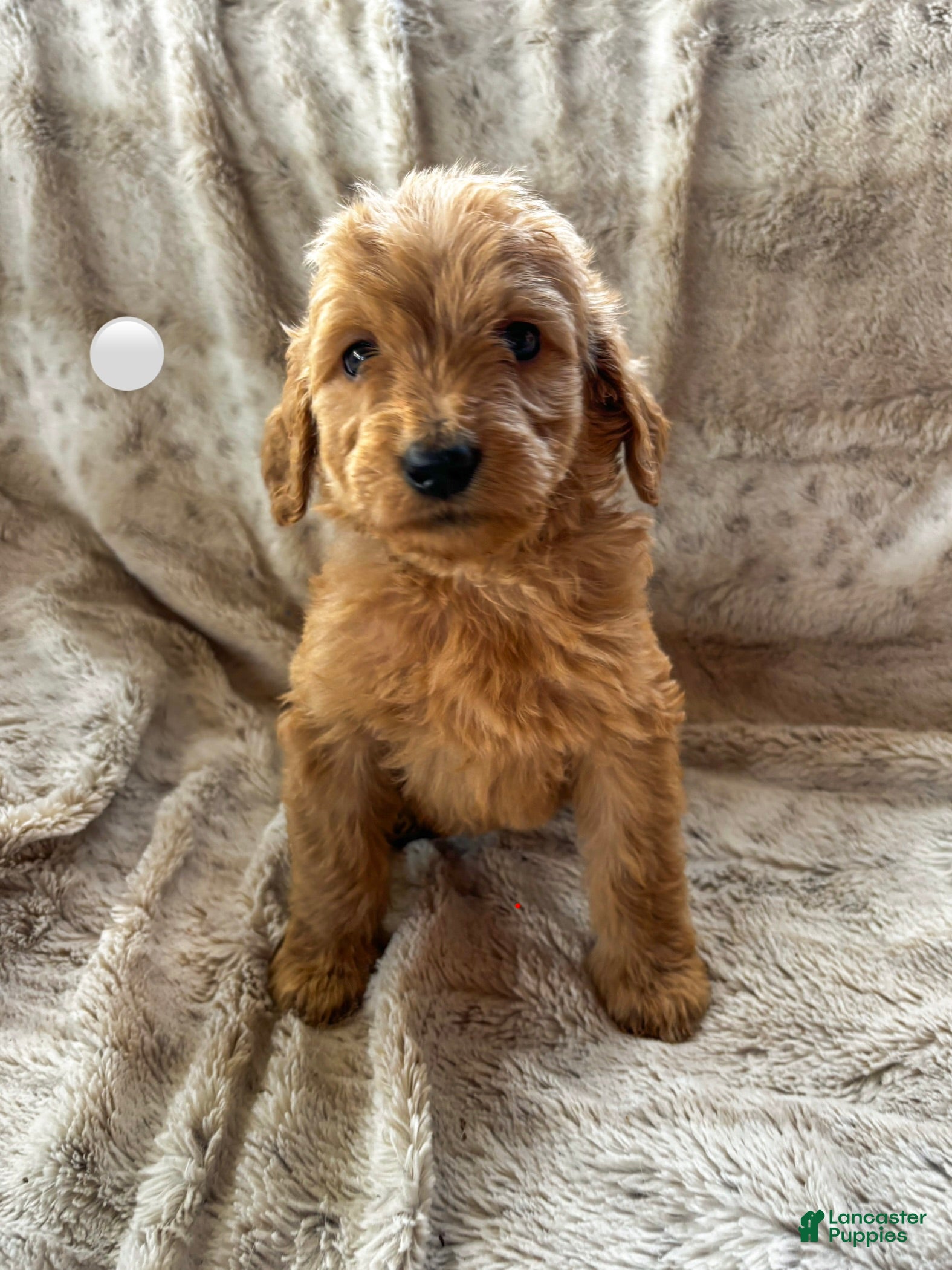Goldendoodle dogs Hale  - Ad 29