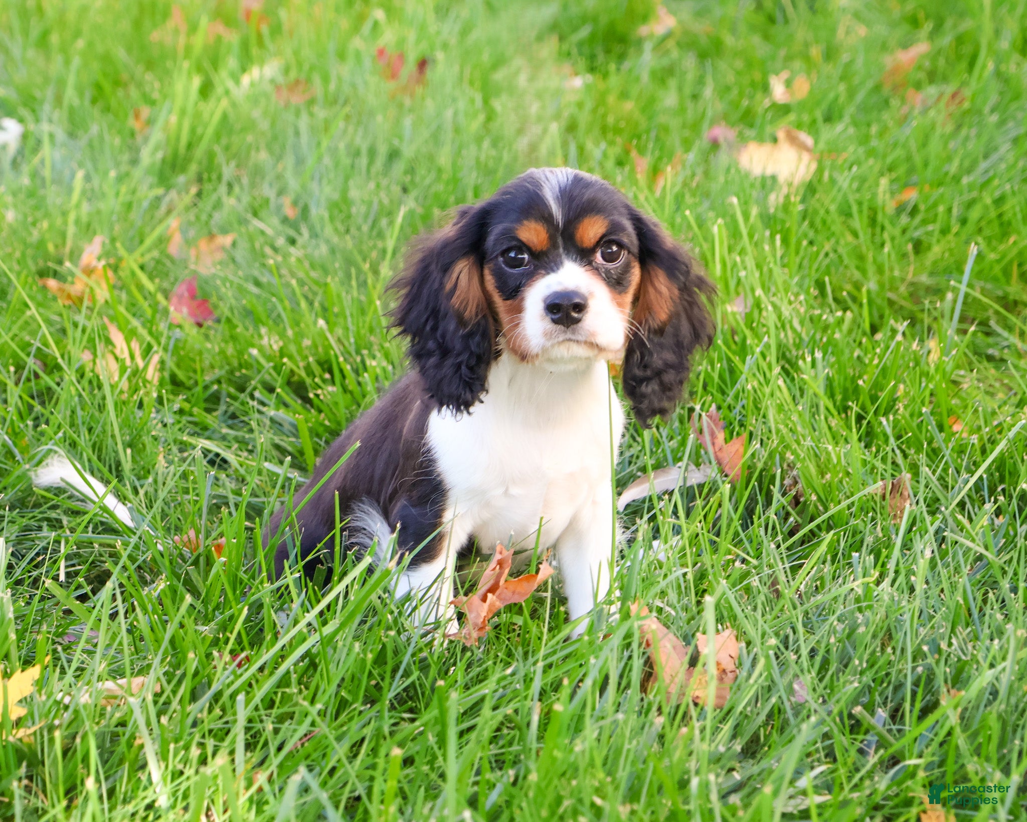 Cavalier King Charles Spaniel dogs Keeter - Ad 36