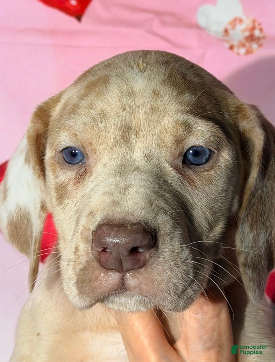 Great Dane dogs CARMEL - FAWN MERLE - Ad 38