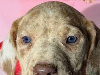 Great Dane dogs CARMEL - FAWN MERLE - Ad 38