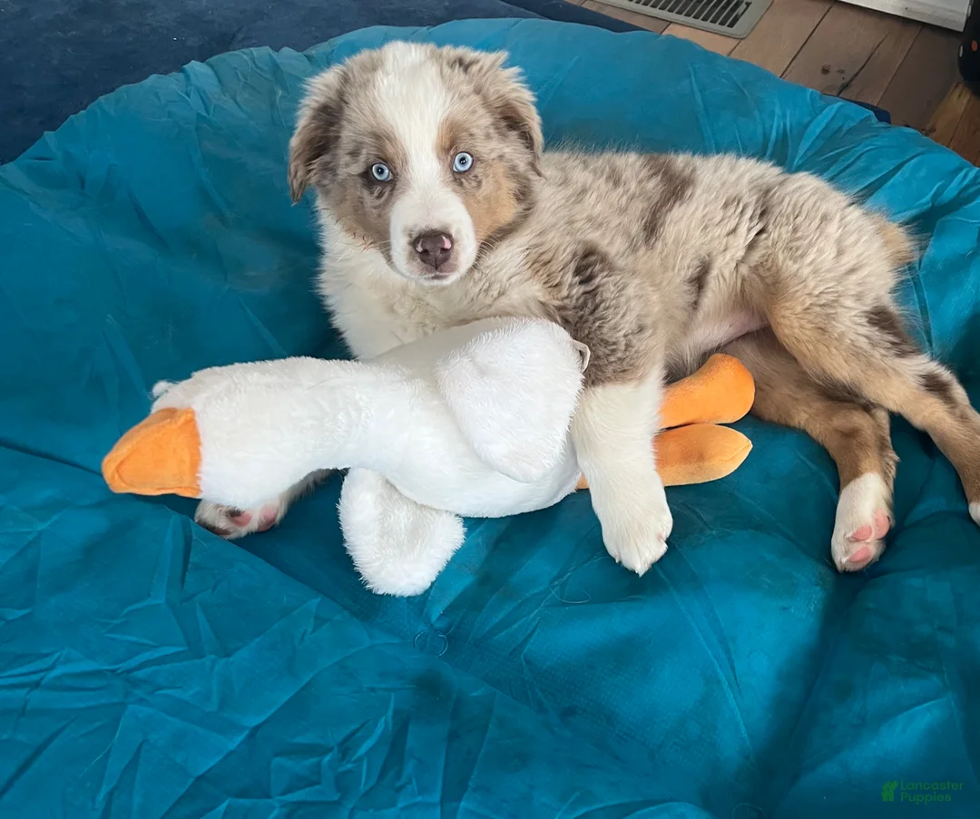 Mixed Breed dogs for sale: Honey  - Ad 5