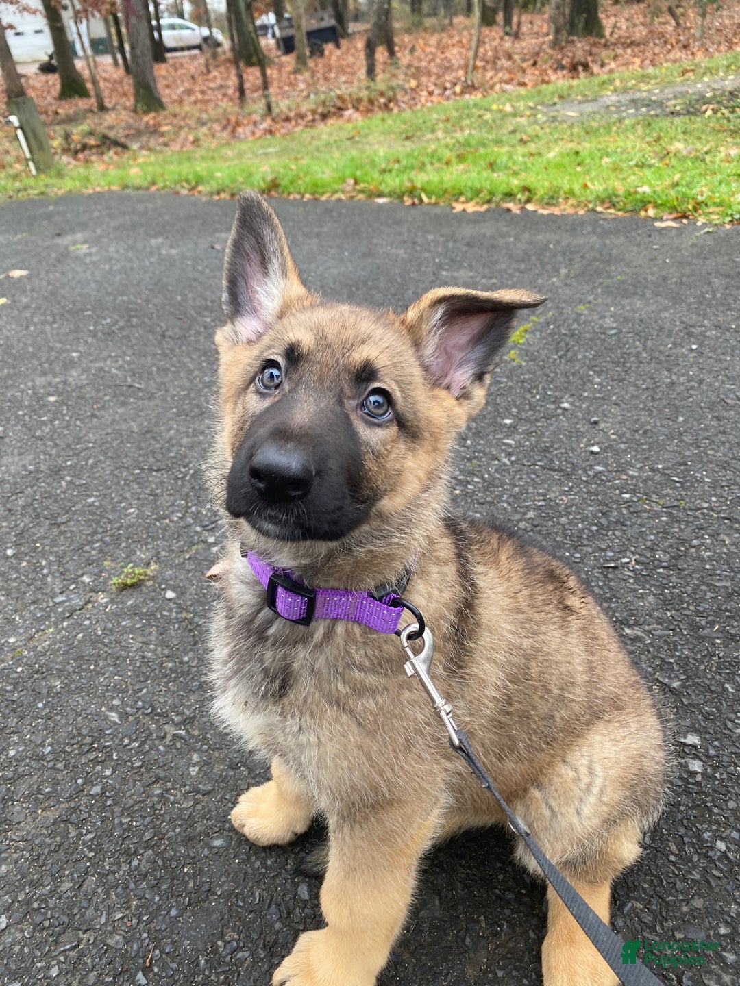 German Shepherd dogs for sale: Heidi - Ad 2