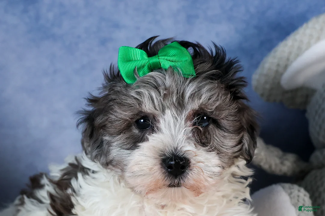 Havapoo dogs for sale: EDDIE - Ad 11