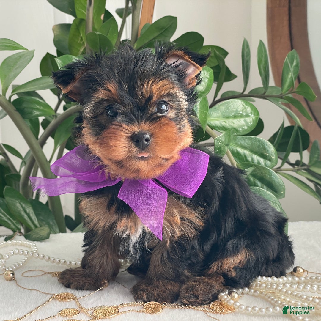 Yorkshire Terrier dogs for sale: Pearl - Ad 5