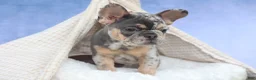 French Bulldog dogs for sale: Ike 💙 - Ad 14