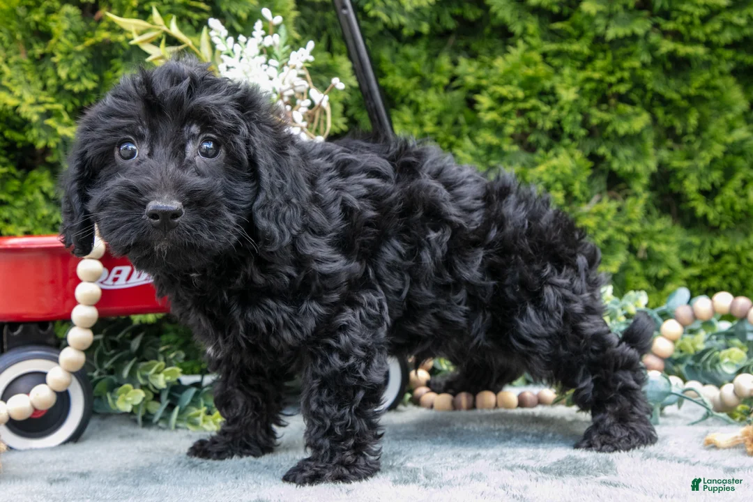 Shorkie dogs for sale: Cody - Ad 3