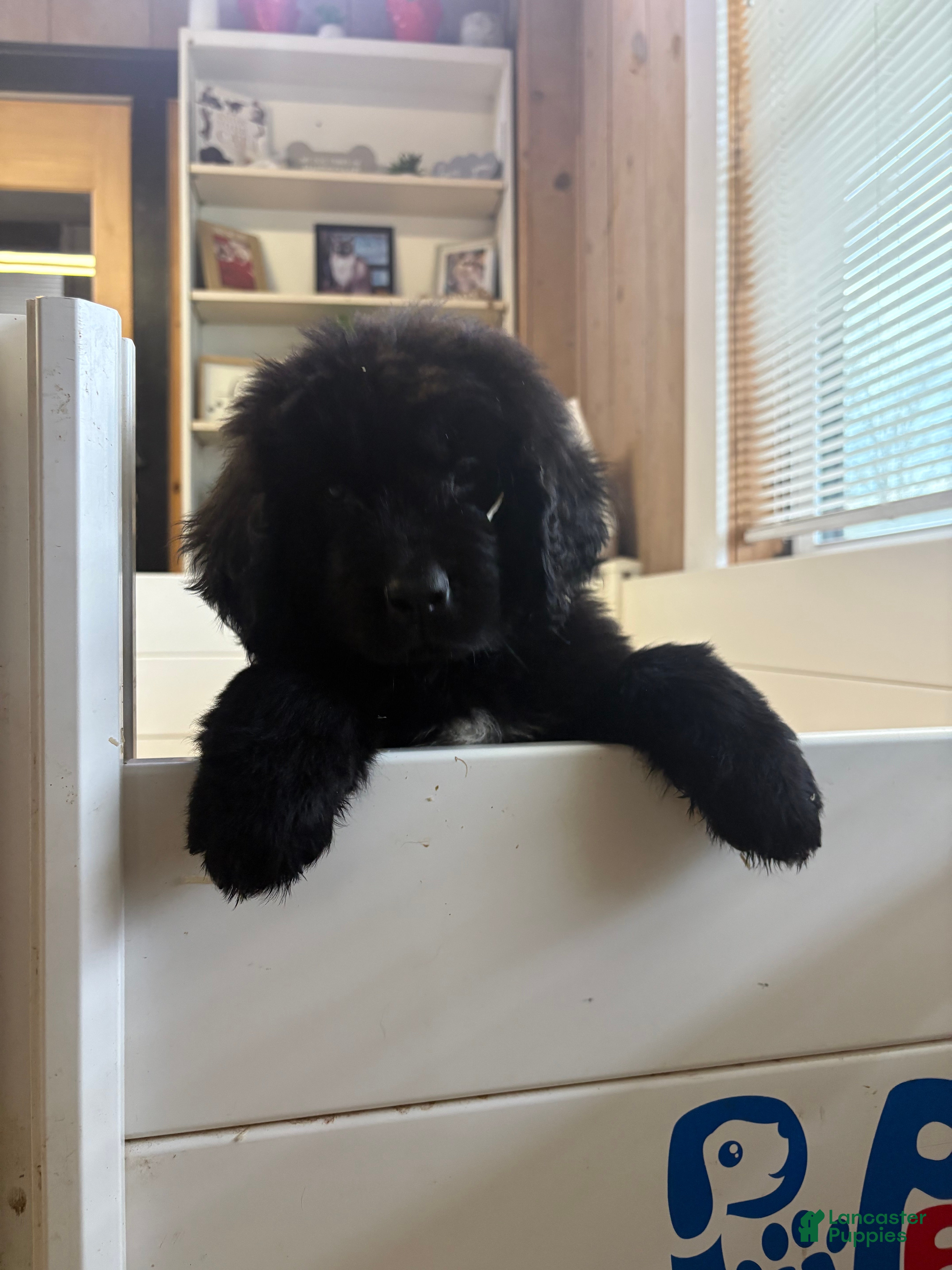 Newfoundland dogs Bae - Ad 30