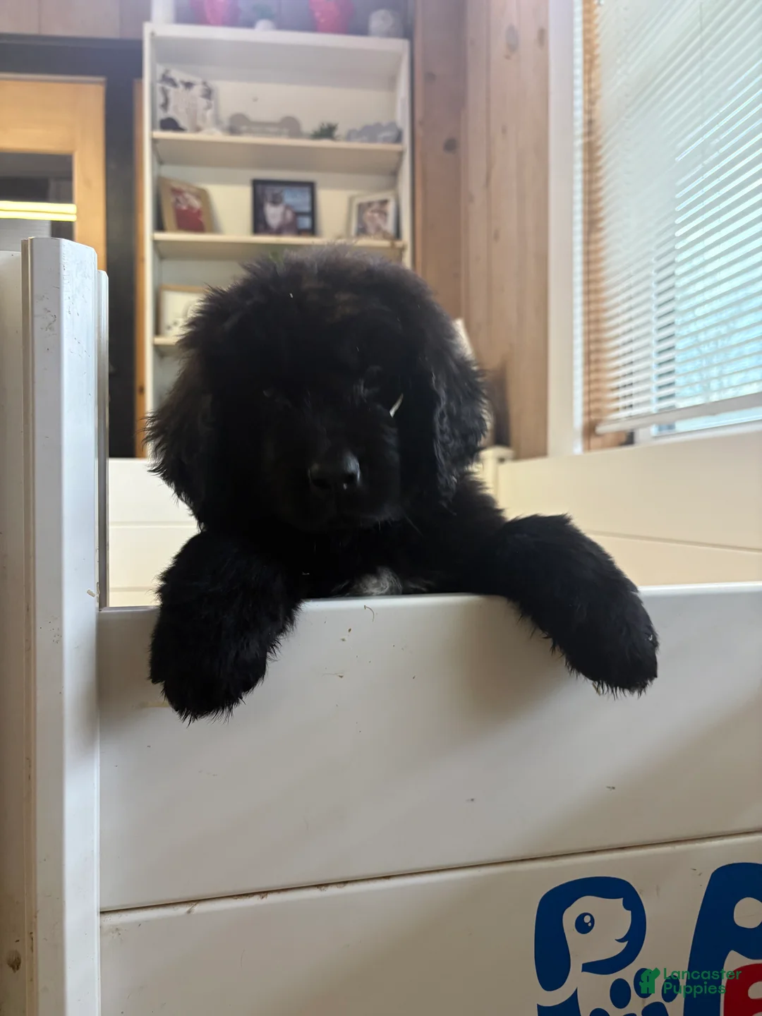 Newfoundland dogs for sale: Bae - Ad 1