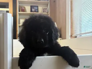 Newfoundland dogs Bae - Ad 41