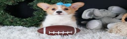 Welsh Corgi Pembroke dogs for sale: Ike - Ad 3