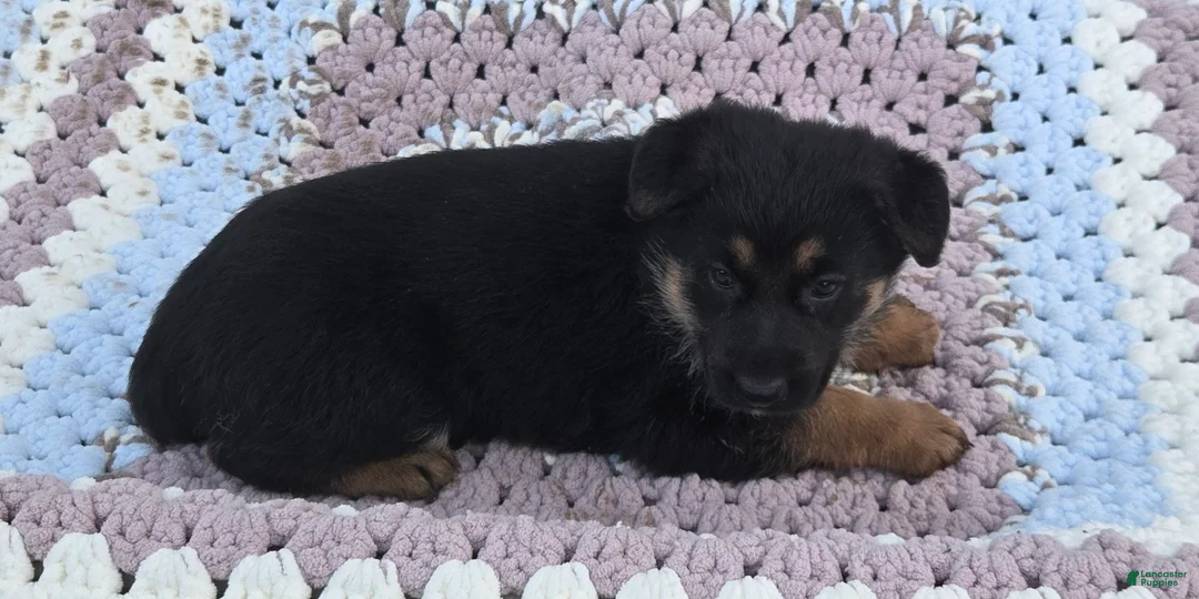 German Shepherd dogs for sale: Zane - Ad 6