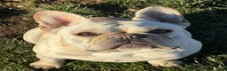 French Bulldog dogs for sale: Grand Champion Teeter  - Ad 3