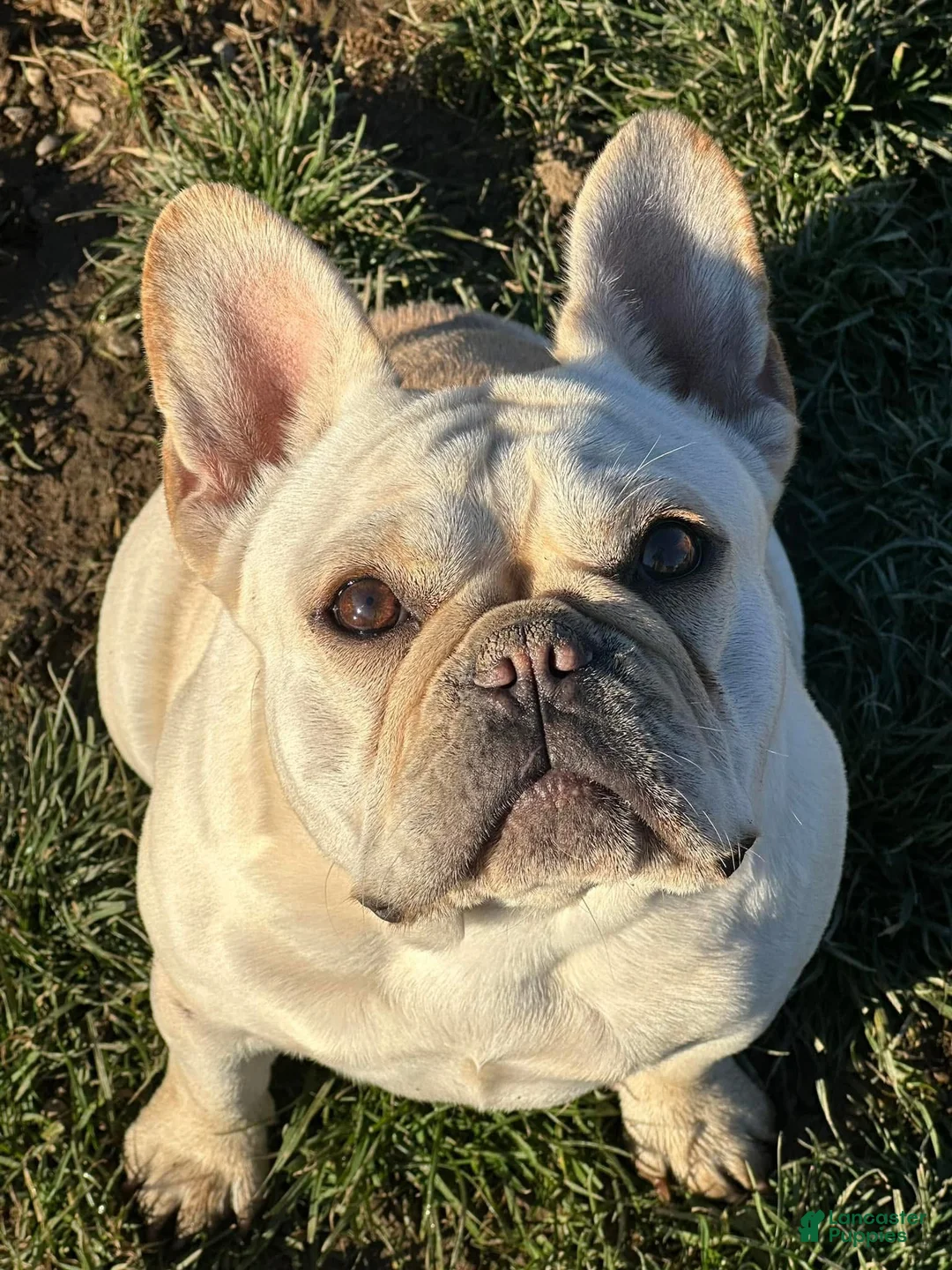 French Bulldog dogs for sale: Grand Champion Teeter  - Ad 3