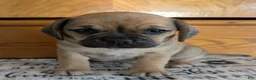 Puggle dogs for sale: Kandi  - Ad 15