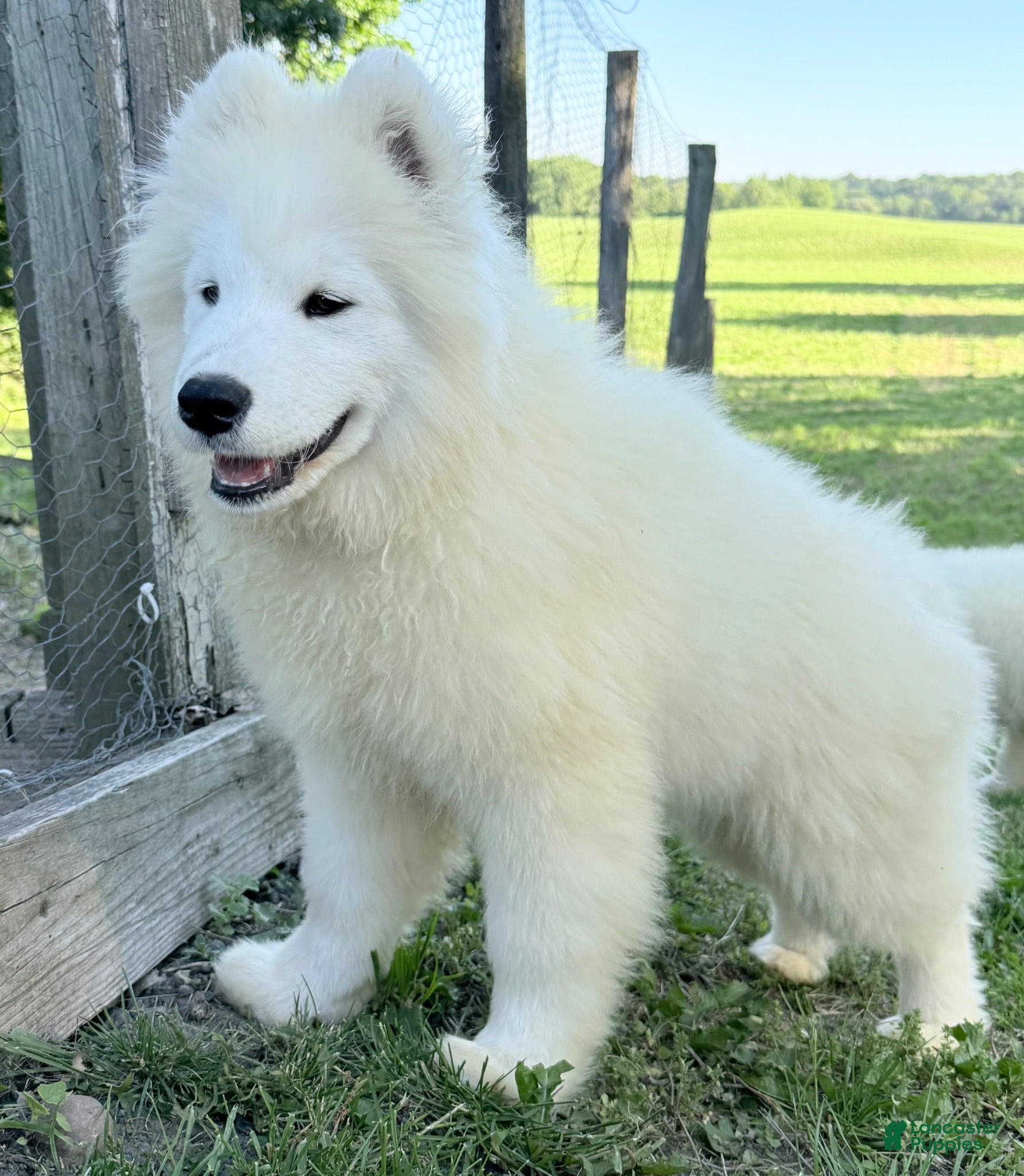 Samoyed dogs Dakota  - Ad 22
