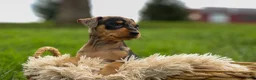 Miniature Pinscher dogs for sale: ACE - Ad 9
