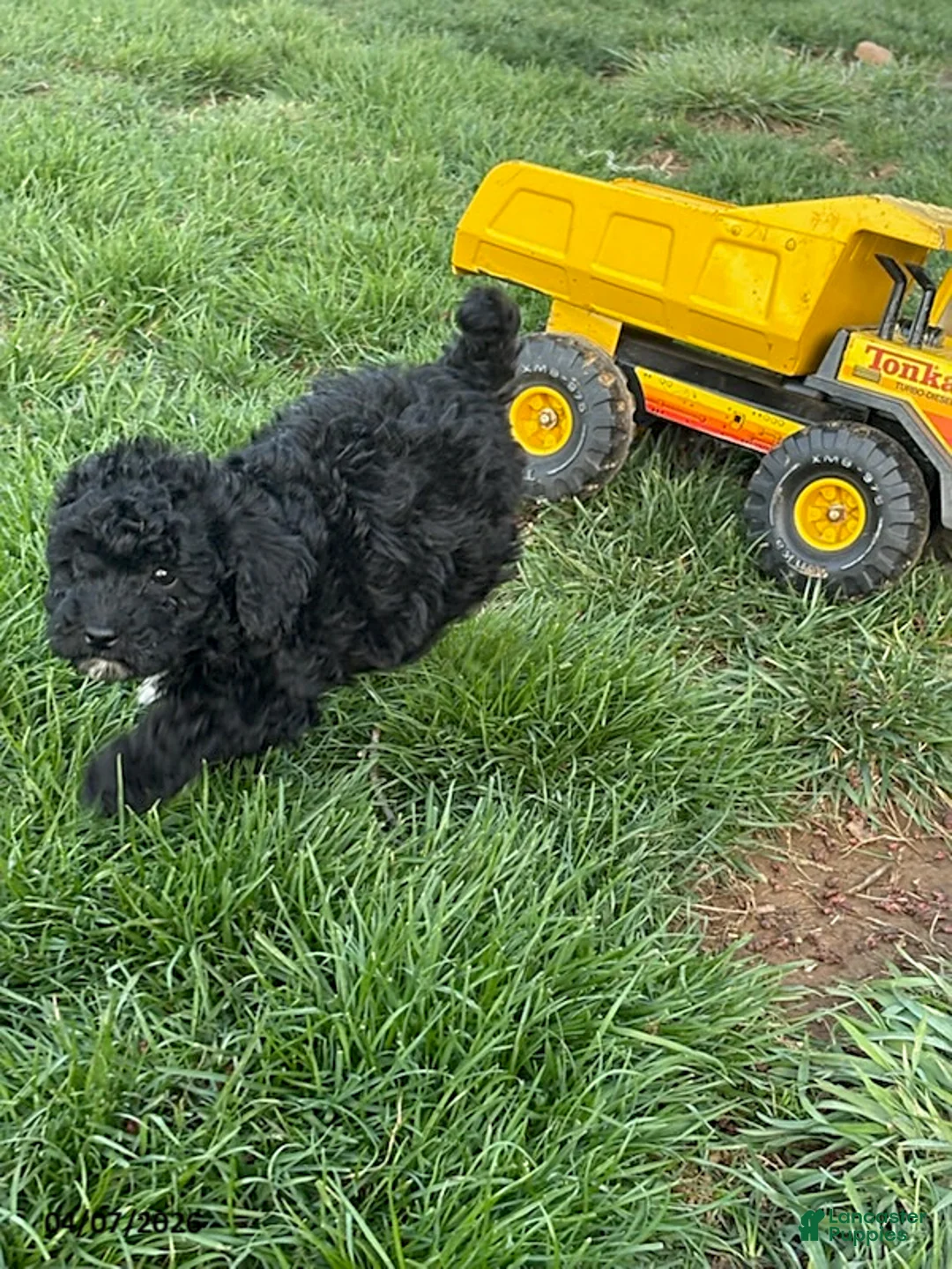 Mixed Breed dogs for sale: Brady - Ad 2