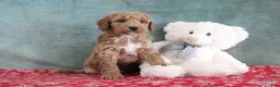 Mini Goldendoodle dogs for sale: Smokey - Ad 5
