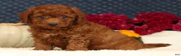 Cavapoo dogs for sale: Sherman - Ad 3