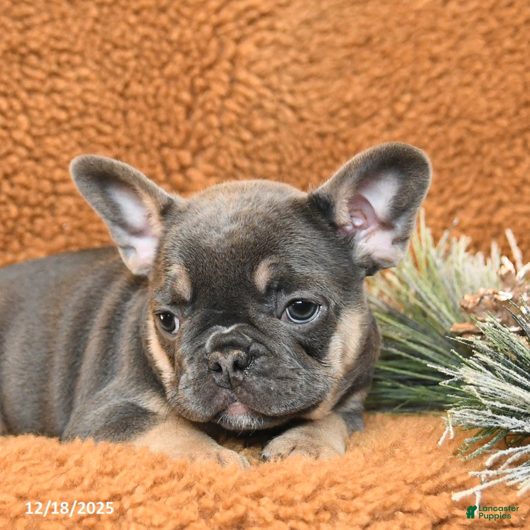 French Bulldog dogs for sale: Tracy - Ad 5