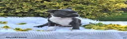 Boston Terrier dogs for sale: Beau - Ad 4