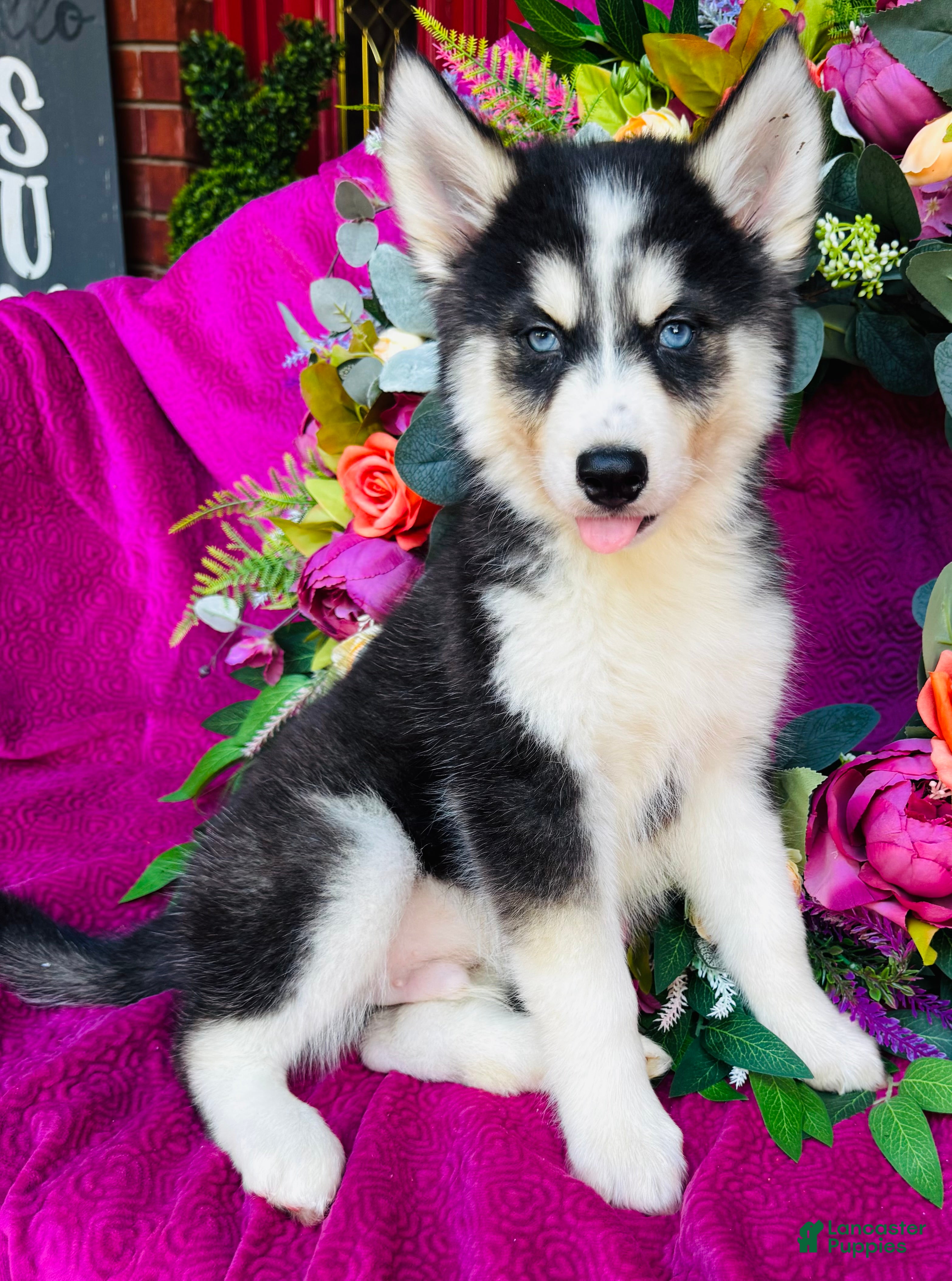 Siberian Husky dogs Kodiak - Ad 1