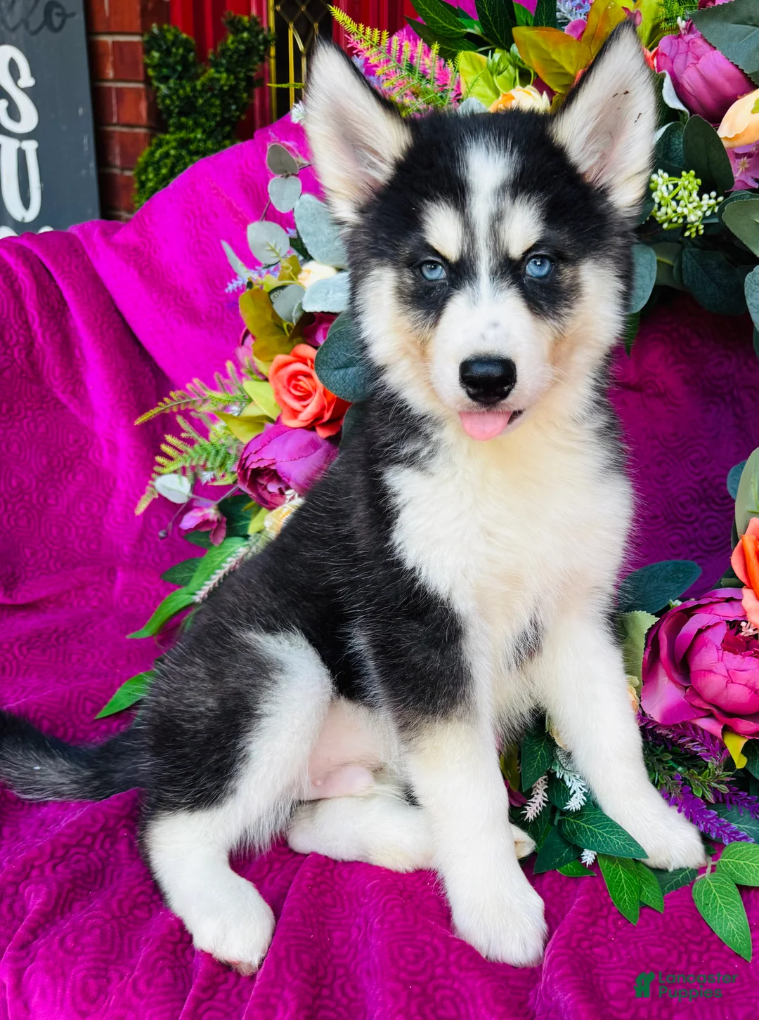 Siberian Husky dogs for sale: Kodiak - Ad 1