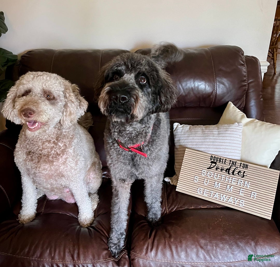 Mixed Breed dogs for sale: Doubledoodle Female Puppy - Ad 9