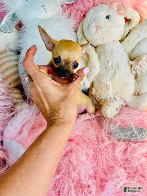 Chihuahua dogs Teacup/Pocketbook Chihuahua 1 - Ad 1