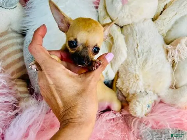 Chihuahua dogs for sale: Teacup/Pocketbook Chihuahua 1 - Ad 1