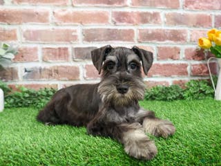 Miniature Schnauzer dogs Paige - Ad 42