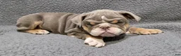 English Bulldog dogs for sale: Lynn - Ad 3