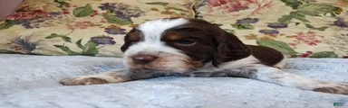 Mr. Theodore 