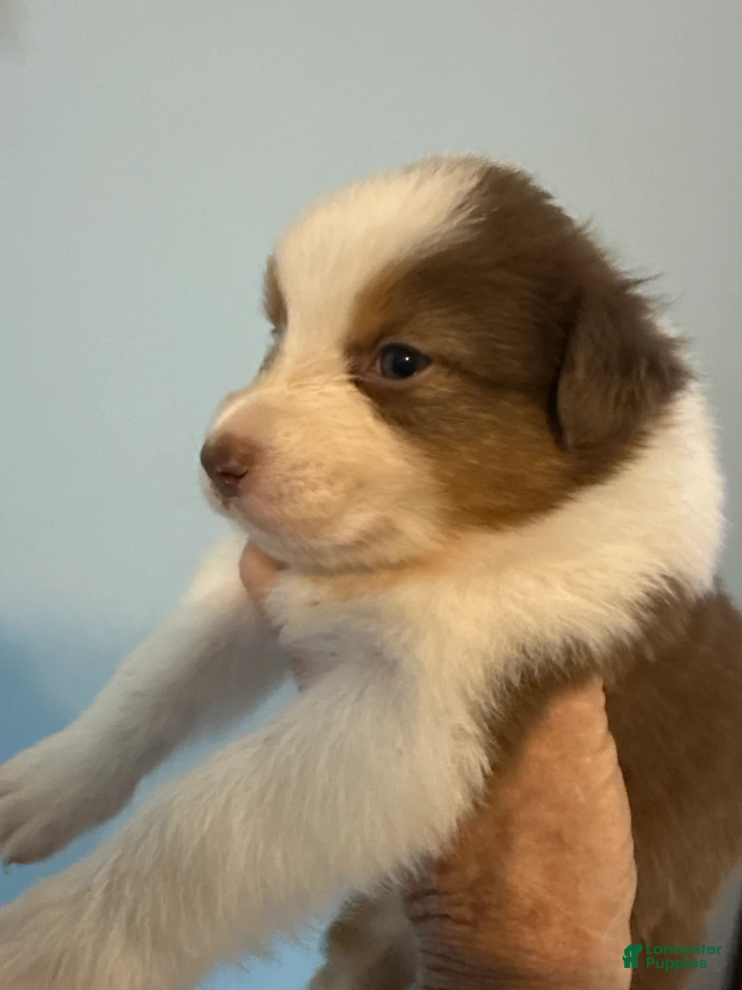 Australian Shepherd dogs for sale: Australian Shepherd Puppy 6 - Ad 2