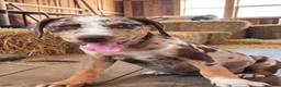 Catahoula Leopard Dog dogs for sale: MS 2026 Female 2 - Ad 7