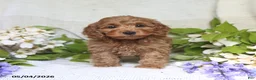 Cockapoo dogs for sale: Jaden - Ad 5