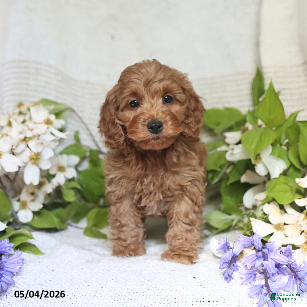 Cockapoo dogs for sale: Jaden - Ad 5