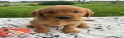 Golden Retriever dogs for sale: Ranger - Ad 2