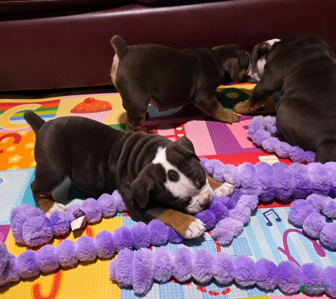 Olde English Bulldogge dogs for sale: Clair - Ad 6