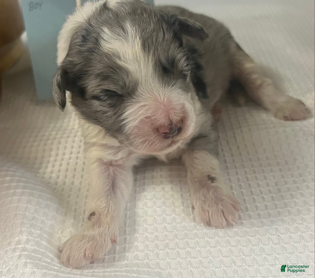 Aussiedoodle dogs for sale: JAZZ 5 - Ad 2