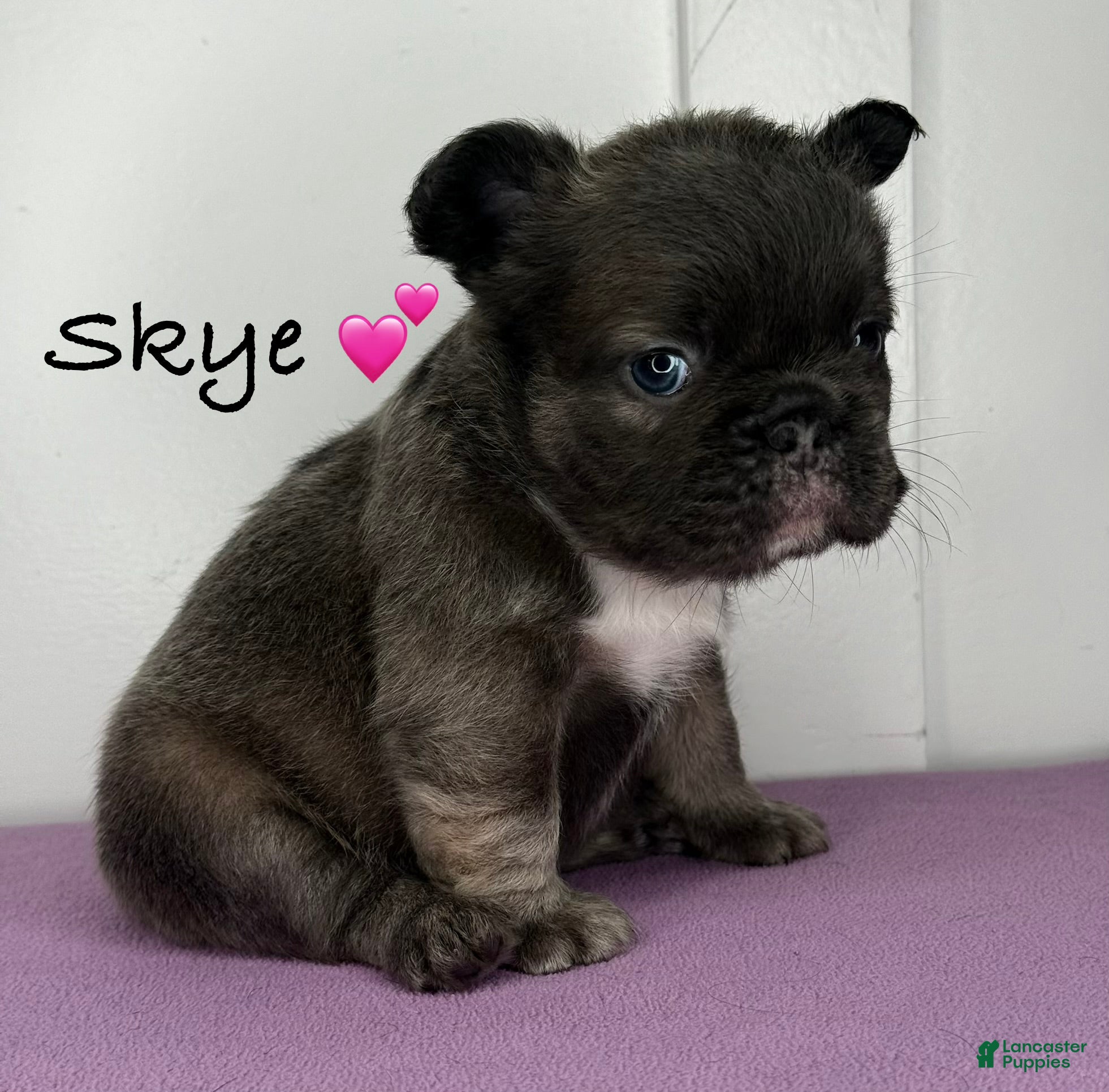 French Bulldog dogs Skye - Female French Bulldog  - Ad 13