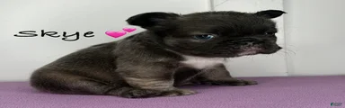Skye - Female French Bulldog 