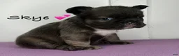 French Bulldog dogs for sale: Skye - Female French Bulldog  - Ad 1