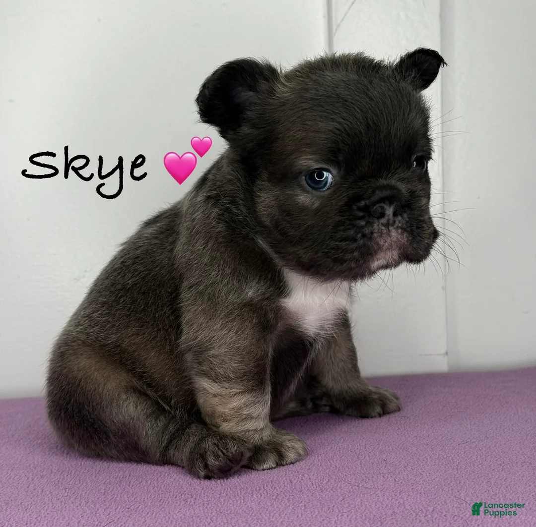 French Bulldog dogs for sale: Skye - Female French Bulldog  - Ad 1